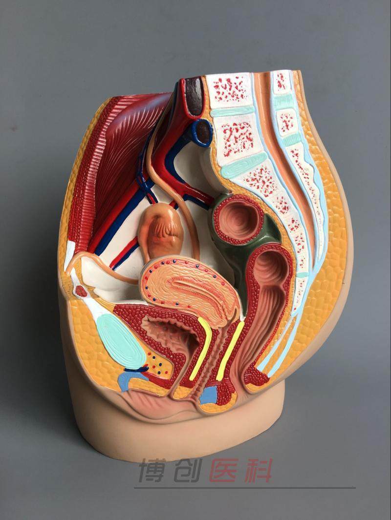 教学仿真女盆腔模型女性泌尿生殖系统标本正中矢状切人体解剖医学