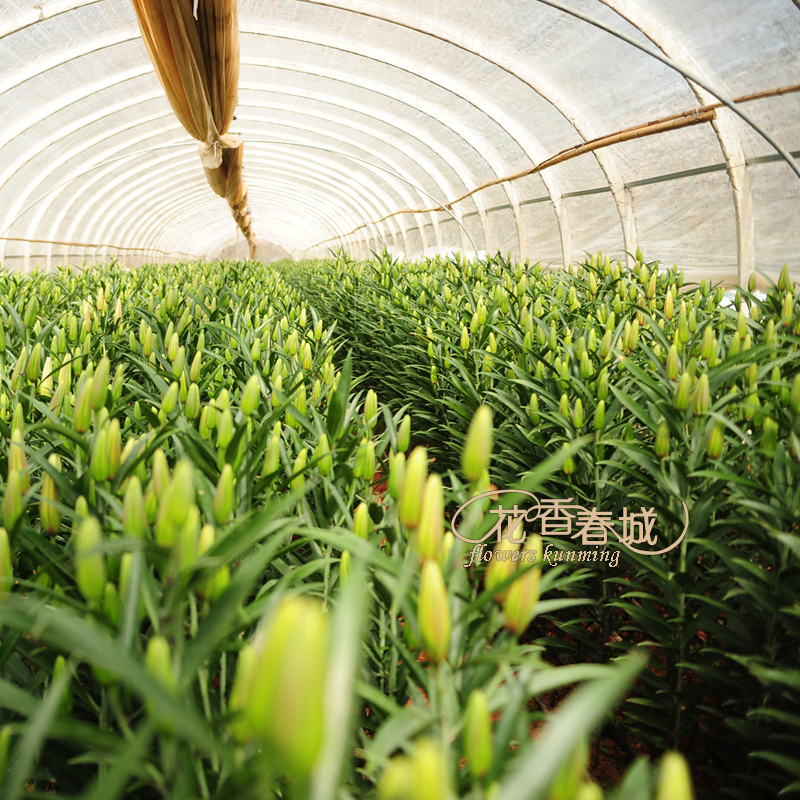 【直播间感谢大哥话语价格】2019最新直播间