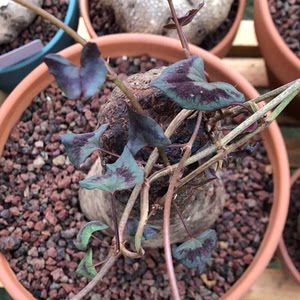 本土块根植物山羊头火焰纹何首乌多肉盆景绿植常绿藤本盆栽花