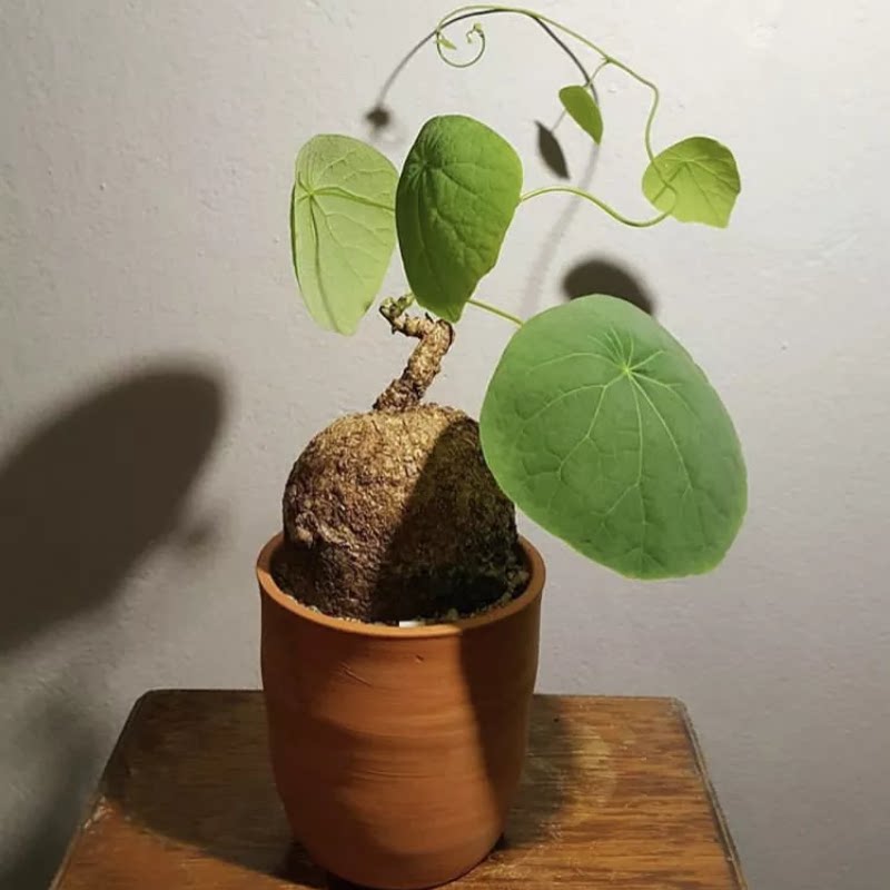 招财龟绿藤山乌龟金不换盆景云多肉办公室小盆栽水培花卉绿植包邮