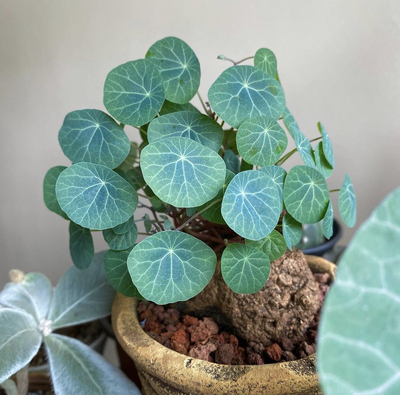 千金藤盆栽小叶红藤山乌龟金不换地不容盆景阳台块根植物花卉绿植