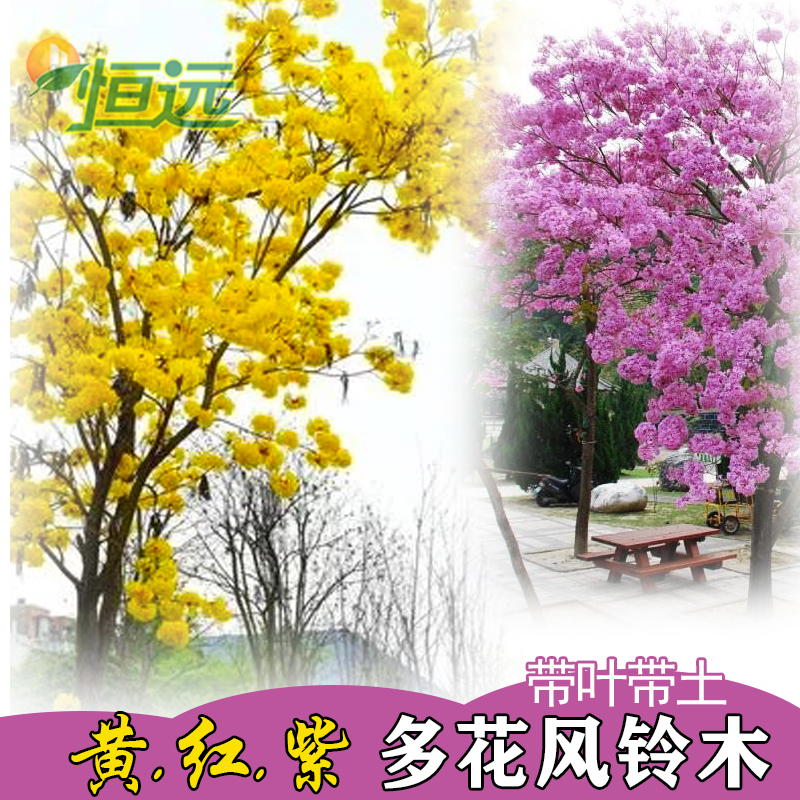 黄花风铃木树苗庭院观花风景树苗多花风铃树木小苗红花紫花品种