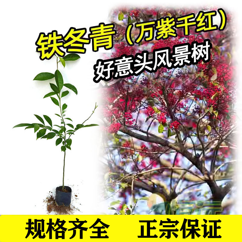 万紫千红铁冬青树苗四季常青庭院绿化树白银香苗山熊胆苗四季常青