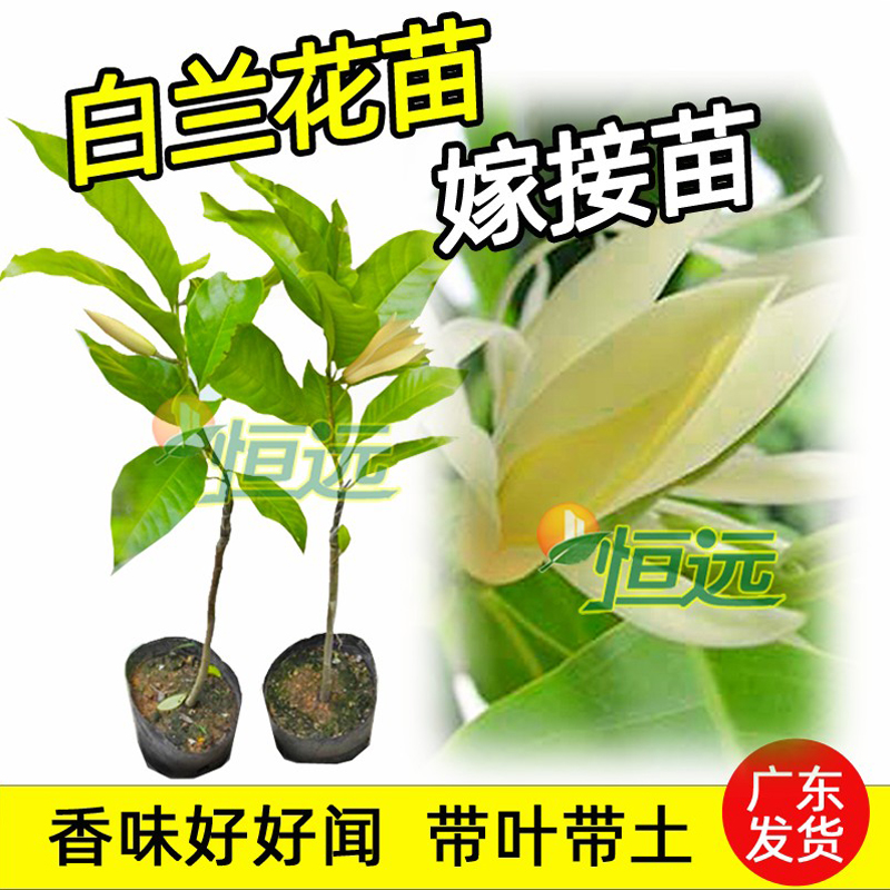 白兰花树苗嫁接苗盆栽芳香怡人室内外玉兰苗地栽庭院植物当年开花