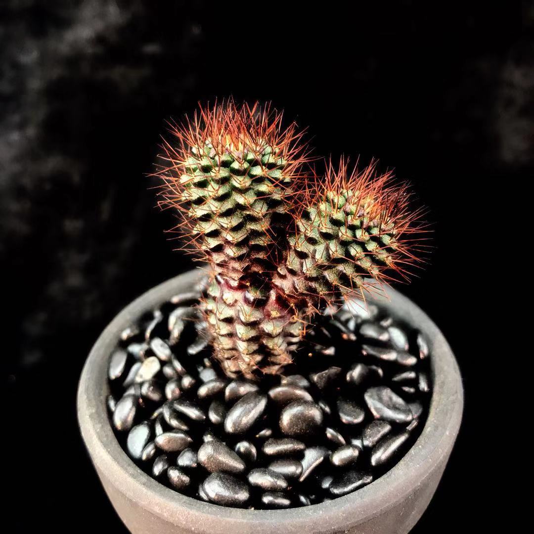 特价蜈蚣丸瓶装_蜈蚣丸仙人球实生士童属软刺不扎手仙人球多肉植物一