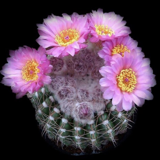 紫色_眩美玉多肉植物实生仙人球一物一拍南国玉属易开花开大花紫色