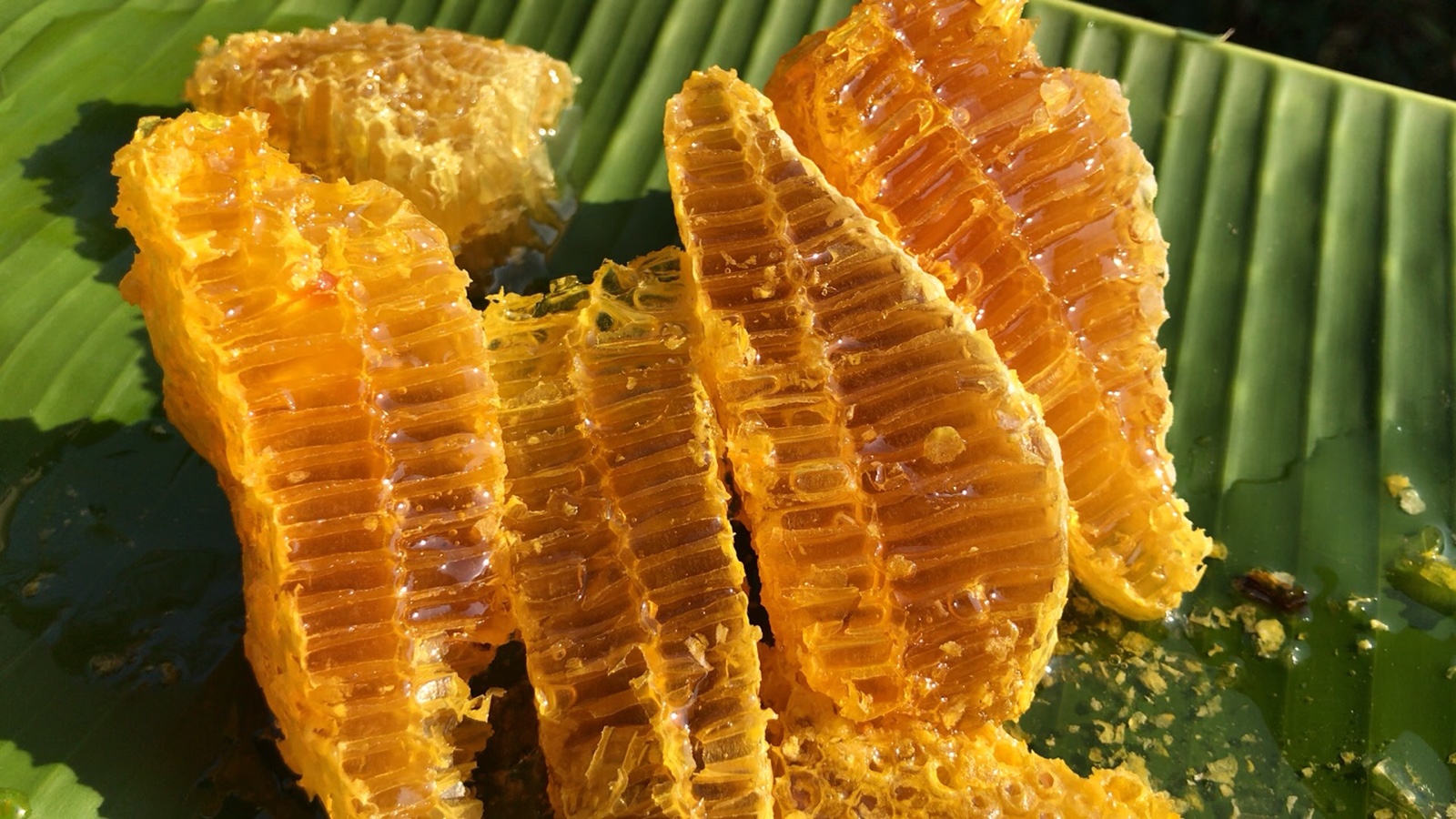 蜂巢蜜可以嚼著吃的純正野生新巢蜜1000克百花蜂蜜老蜂巢帶巢蜜在類目 傳統滋補營養品, 蜂蜜中 - 來自Buy2taobao.com提供專業的淘寶代購服務