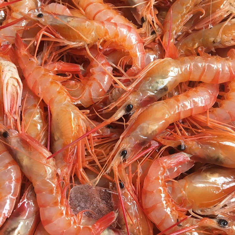 特价罗氏虾_东海红虾新鲜小船野生海捕红头虾 海鲜大头虾东海野生红虾