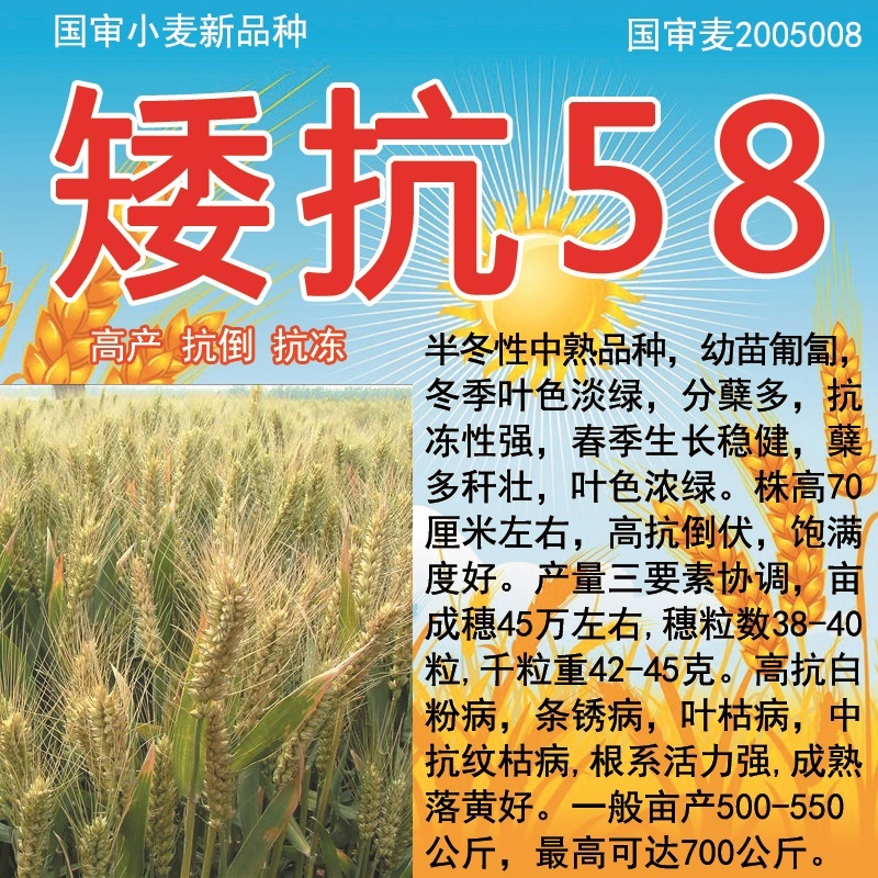 国审矮抗58ak58冬小麦种子高产抗病抗倒矮秆大穗大田原种一斤