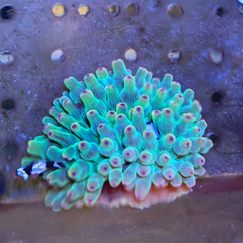 奶嘴海葵品牌排名 前10位