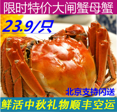 全母 现货 大闸蟹 2.1~2.4一只特价鲜活 螃蟹节日礼盒10包邮