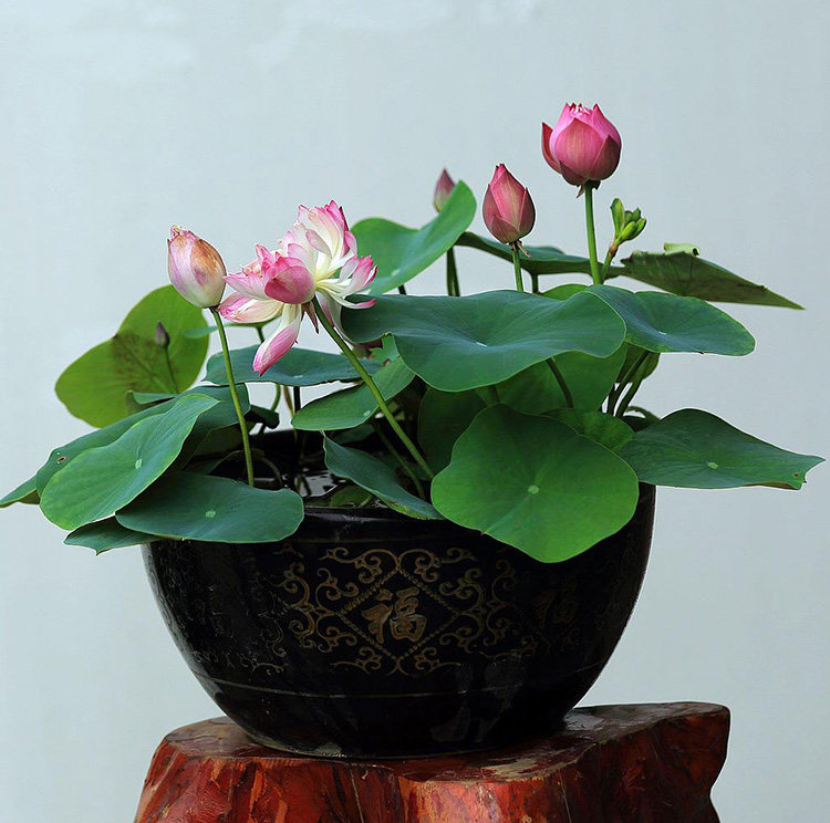 碗莲睡莲盆栽种子 花鱼共养莲花水生碗莲水培植物碗莲荷花种子