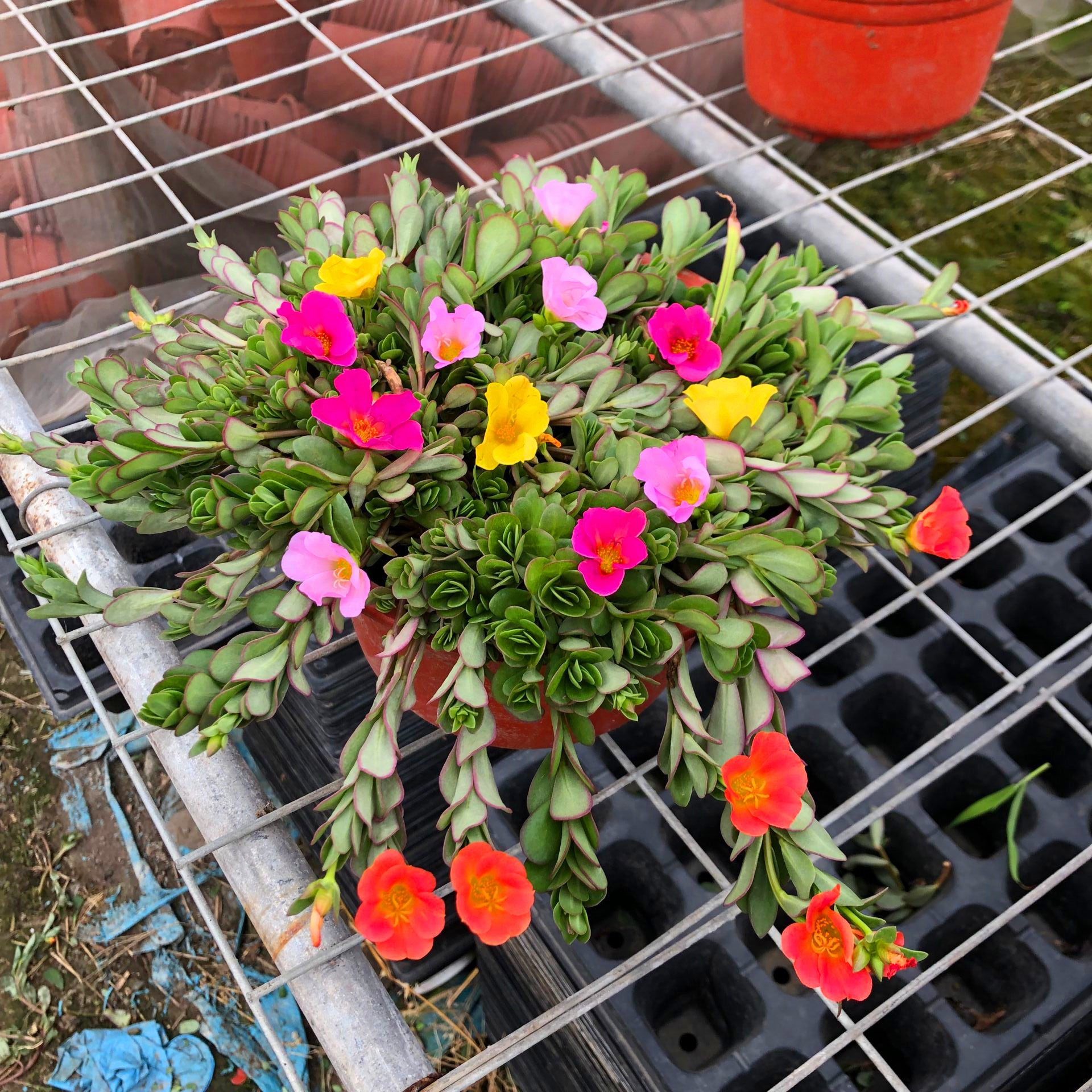 热销庭院植物 开花不断_太阳花盆栽花苗阳台庭院开花植物易养开花不断