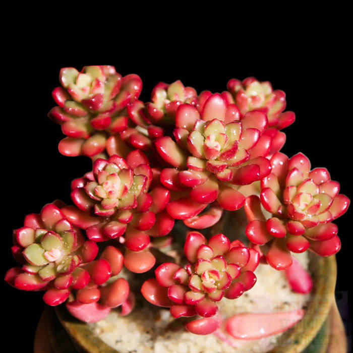 群生多头塔洛克锦多肉植物盆栽办公桌室内春之奇迹肉肉花卉防辐射