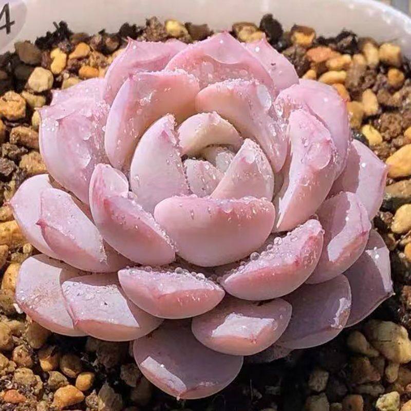 恩宠 格瑞斯惊喜多肉植物稀有贵货肉肉盆栽办公室内阳台高档花卉