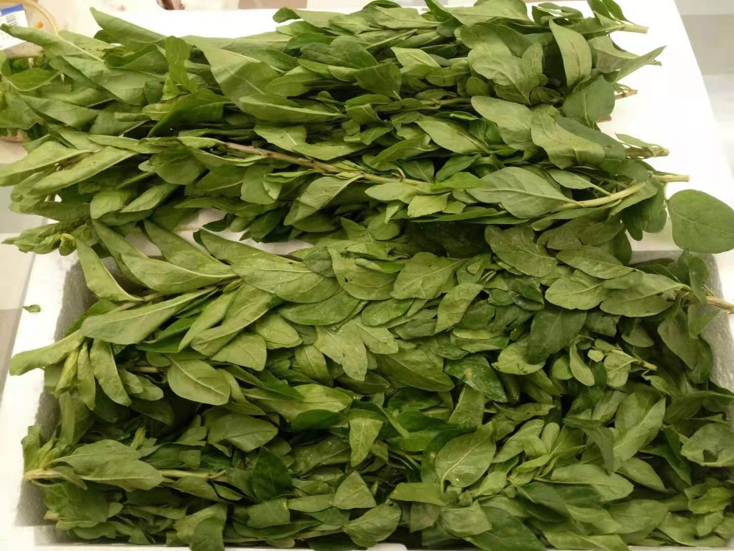 茶宁夏特产枸杞叶茶构杞牙茶叶子干非特级尖嫩芽枸杞芽尖茶已售17$29