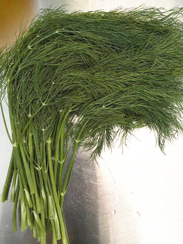 新鲜莳萝  新鲜刁草  新鲜茴香苗  100g 京津冀68包邮顺丰
