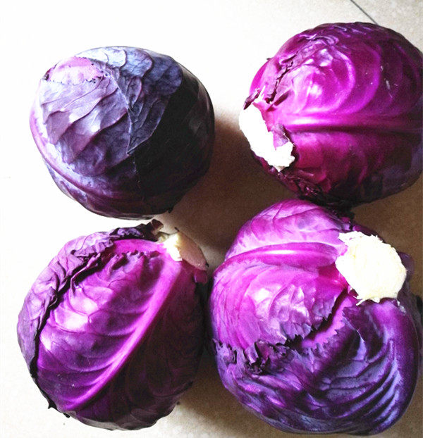 甘蓝新鲜紫包蔬菜沙拉一个其它