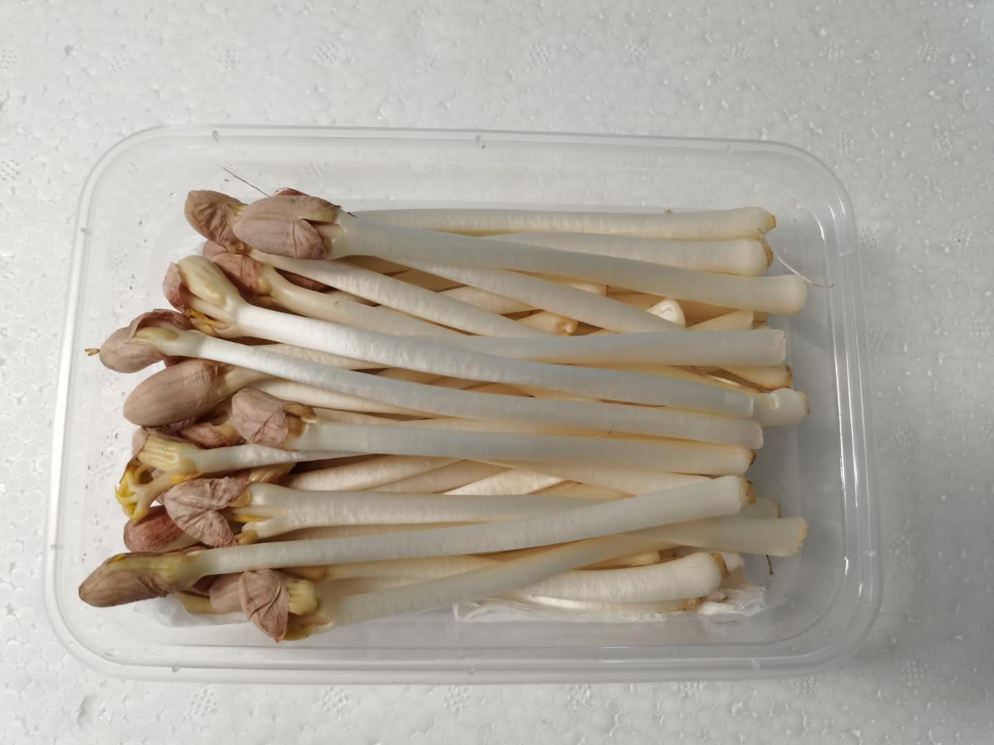 花生芽种植箱 育苗盘新款种植专用水培箱芽苗菜 豆芽箱穴盘 种子