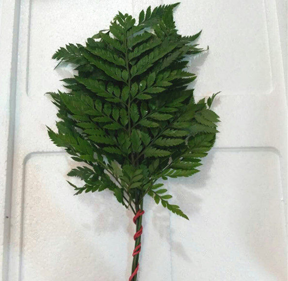 新鲜芒叶 小芒叶 芒叶小米草 装饰 一把8元