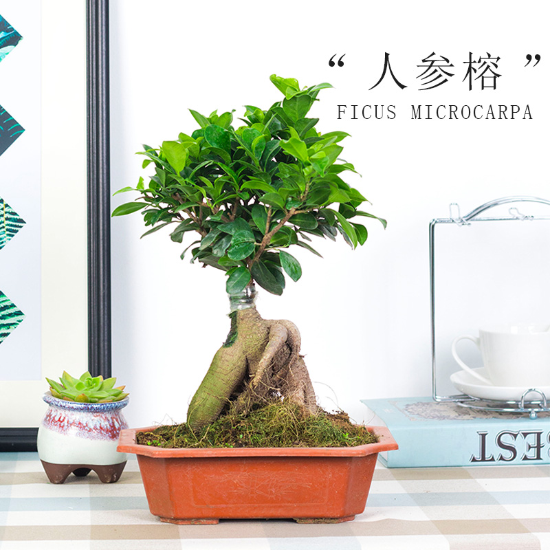 微型盆栽榕树盆景植物室内小叶榕人参榕树苗造型树桩绿植四季常青在类目 鲜花速递/花卉仿真/绿植园艺, 花卉/绿植盆栽(新), 绿植中 - 来自Buy2taobao.com提供专业的淘宝代购服务