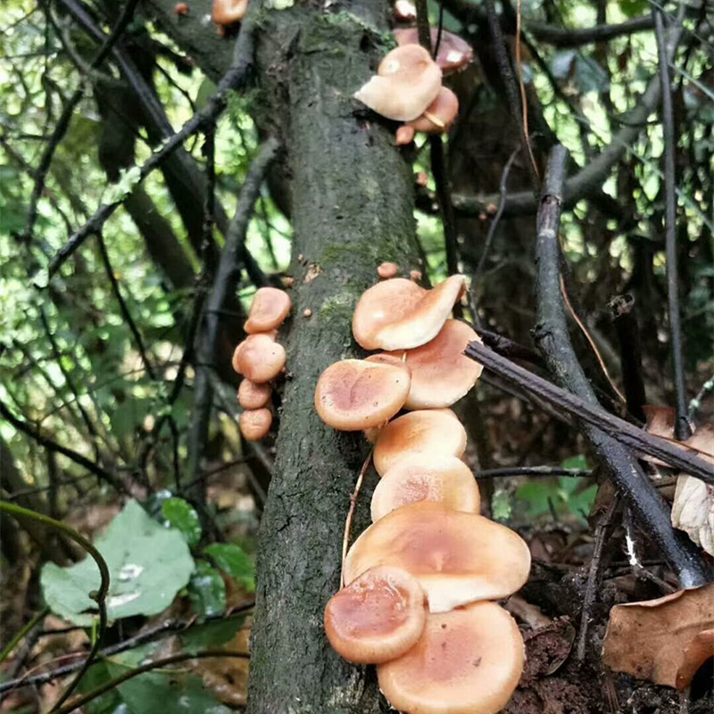 香菇云南哀牢山原始深林正宗野生香菇精选干货 非种植 100克 香菇