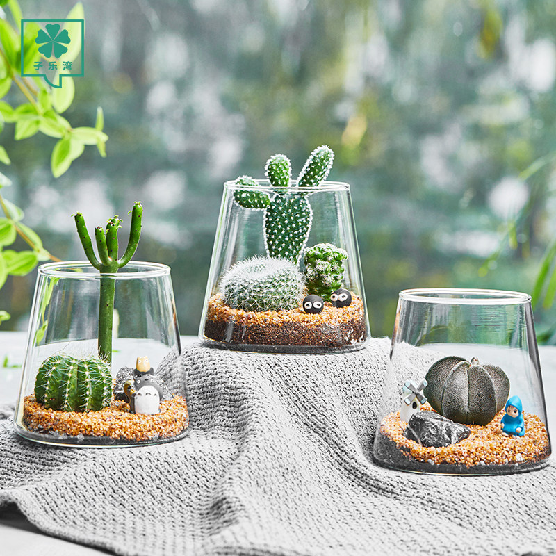 多肉植物盆景-特价促销-优惠券领取-价格|多少钱|什么牌子好-35优惠券