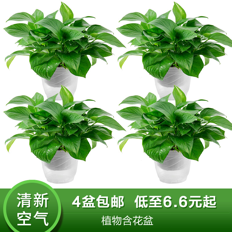 绿萝盆栽植物室内净化空气水培长藤绿萝花卉绿植办公室盆栽大绿箩