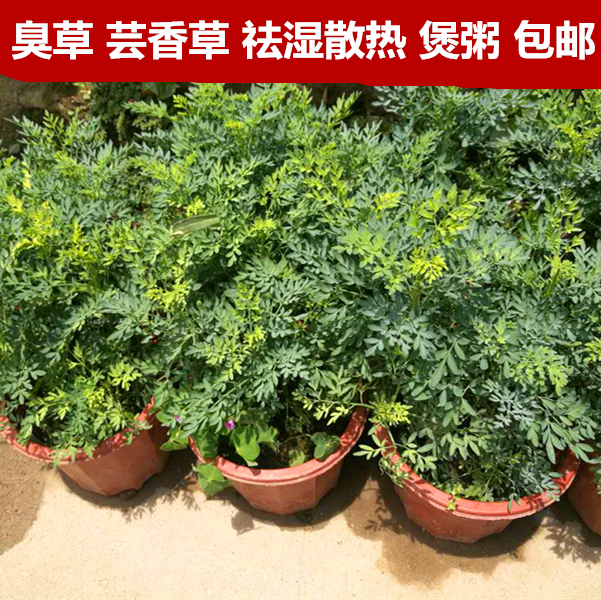 臭草芸香草绿植阳台植物庭院花卉带盆土包邮盆栽驱蚊盆栽净化空气