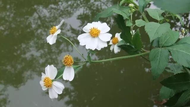 细叶芹白花鬼针草 通泉草 蓝花琉璃繁缕 蓬虆覆盘子 黄鹌菜石龙芮