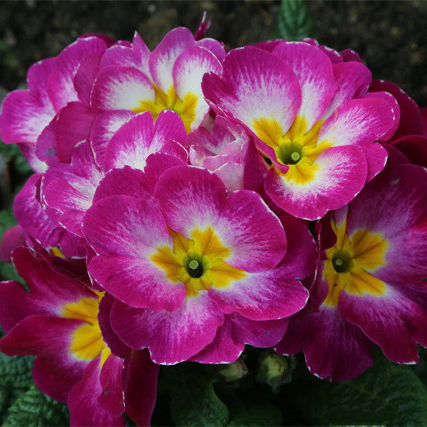 报春花种子小种樱草室内专用冬季百花阳台七重楼草本植物颜色多样