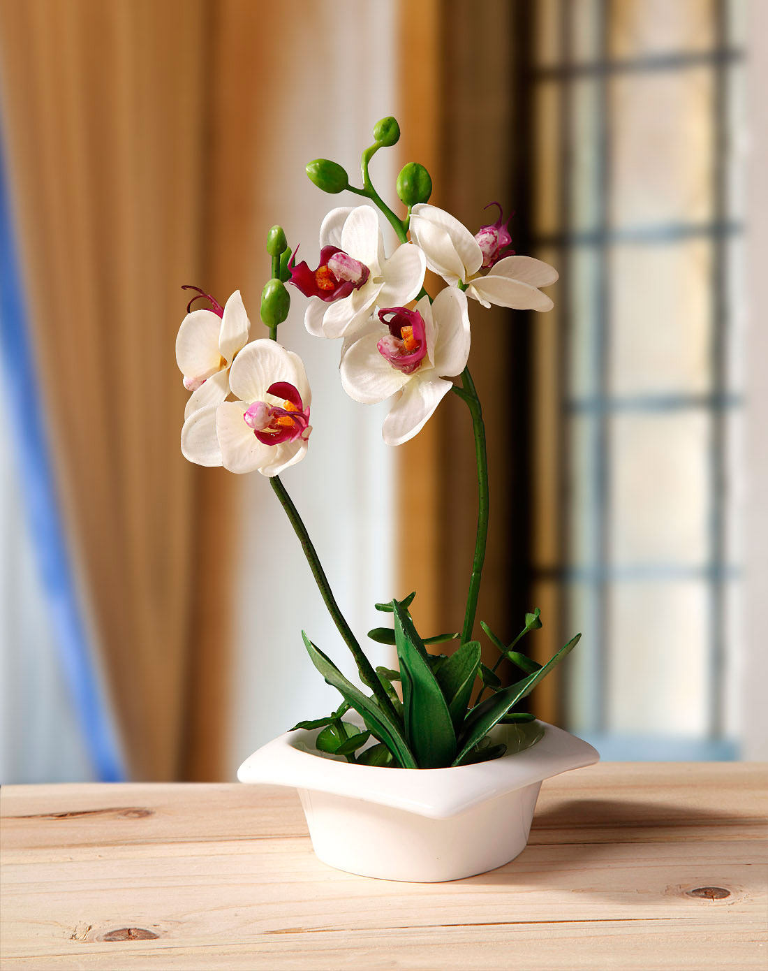 特级 带花苞_蝴蝶兰花苗盆栽带花苞特级大苗开花带花剑客厅花卉观花