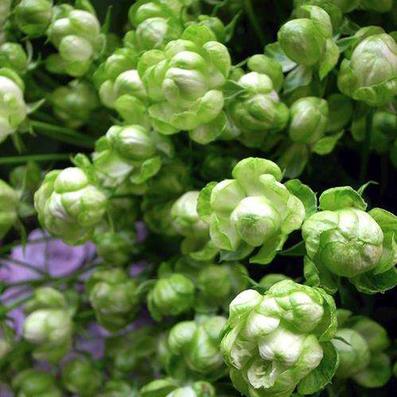 豁新新品灌木月季闪电欧月花苗时令草本花卉