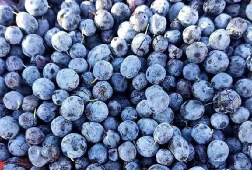 安东尼推荐野生冻蓝莓浆果