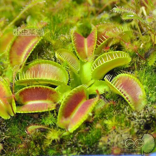 异形dmalien稀有品种苗捕蝇草捕蝇草异形口碑好店
