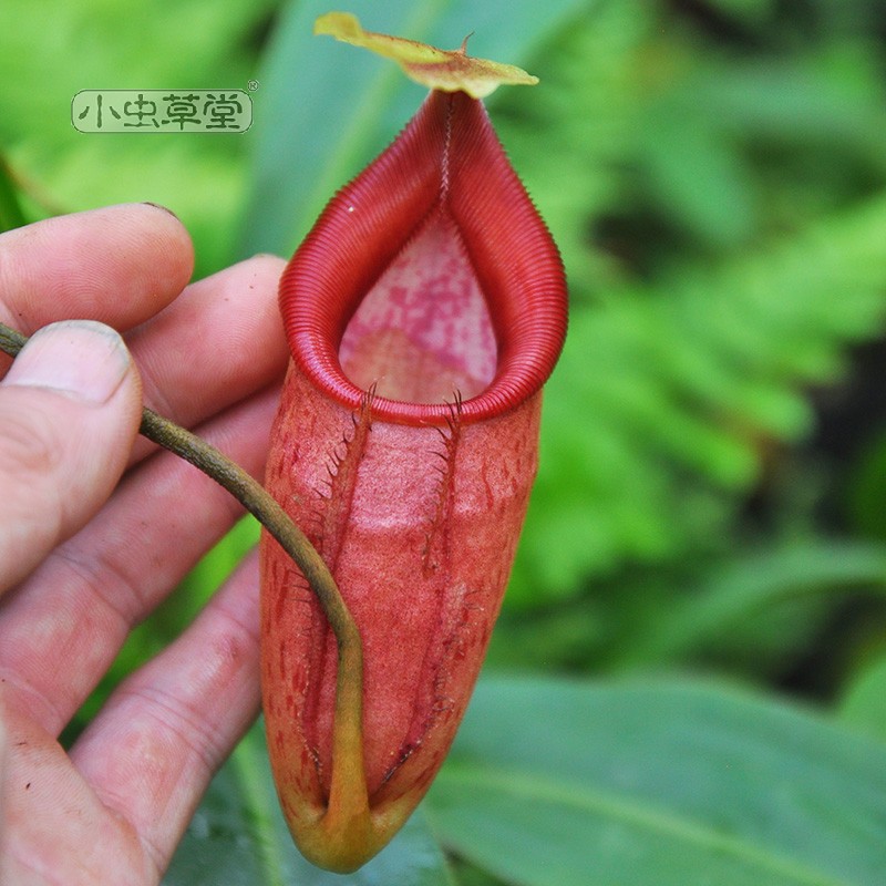 欣佳浪山x惊奇猪笼草 小虫草堂食虫植物盆栽稀有食肉观叶绿植盆栽