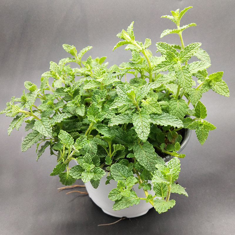 草莓薄荷小虫草堂驱蚊草除虫草莓味道食用清香泡水凉拌香草盆栽