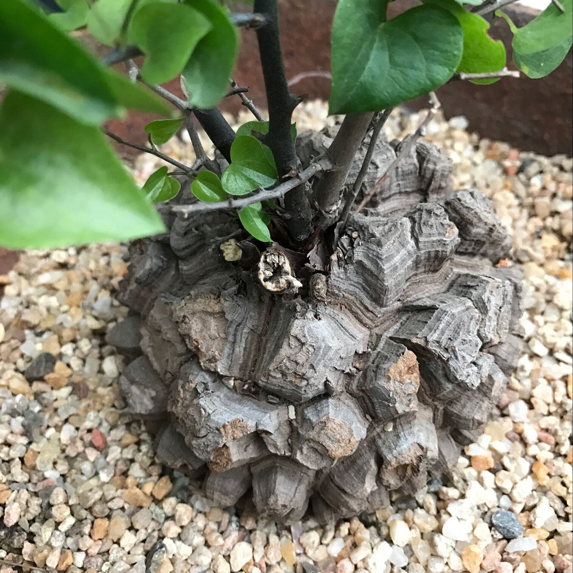 多肉植物龟甲龙一物一拍块根大颗肉肉套餐南非大龟甲龙盆栽植物