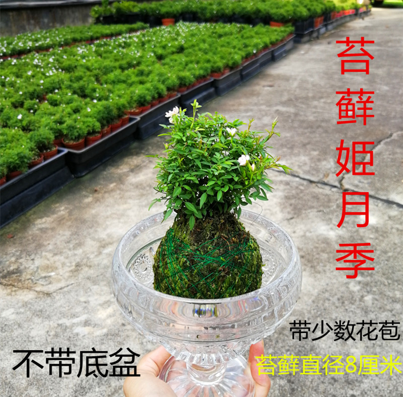 姬月季日本姬乙女姬蔷薇四季开花迷你微盆栽阳台桌面菖蒲绿植花卉