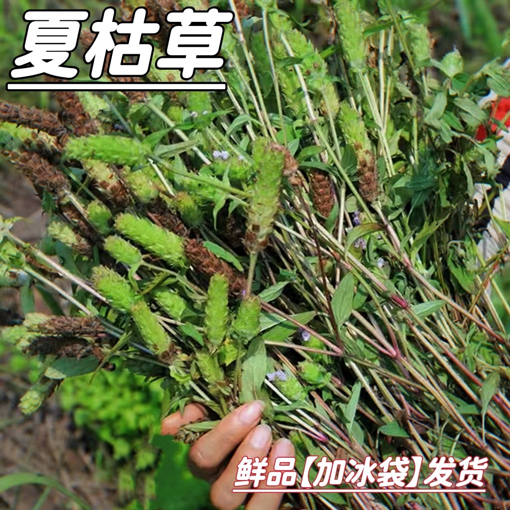 新鲜夏枯草新货深山农家全株带根500g包邮夏菇草夏谷草无硫中药材