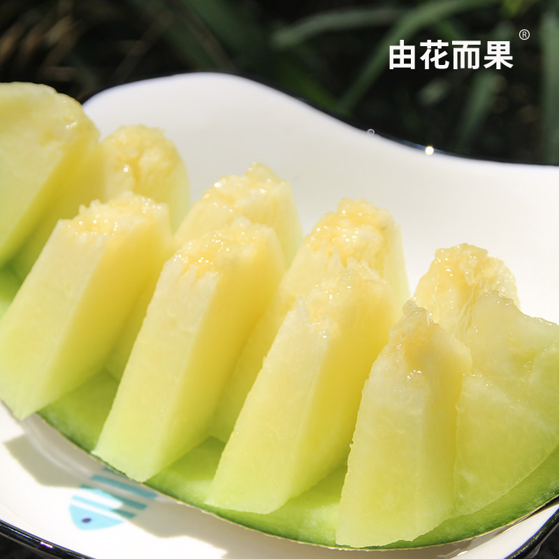 早春头茬高品质 冰淇淋般的口感 由花而果 鲁厚甜网纹瓜