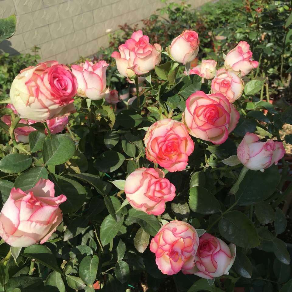 艾莎 新品朱米莉亚/进口月季大花切花 杯苗包成活 包对版