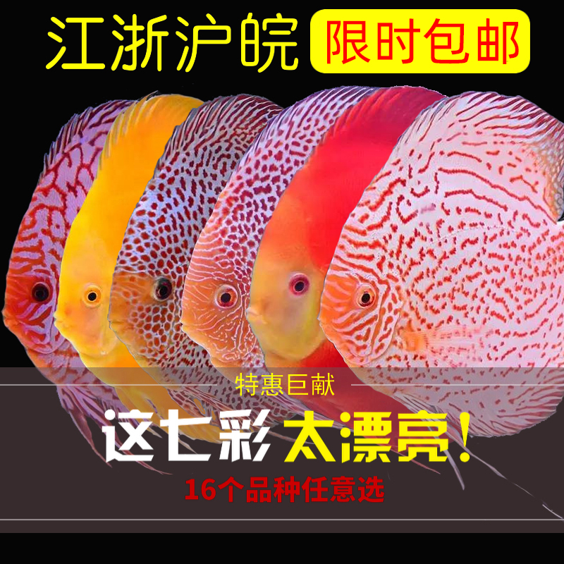 中小型热带淡水宠物观赏鱼七彩神仙鱼红鸽子草缸混养渔场直销包活|msdalam kategori haiwan peliharaan/makanan haiwan dan bekalan, Aquarium World, ikan - dari Buy2taobao.com untuk memberikan perkhidmatan ejen Taobao profesional membeli