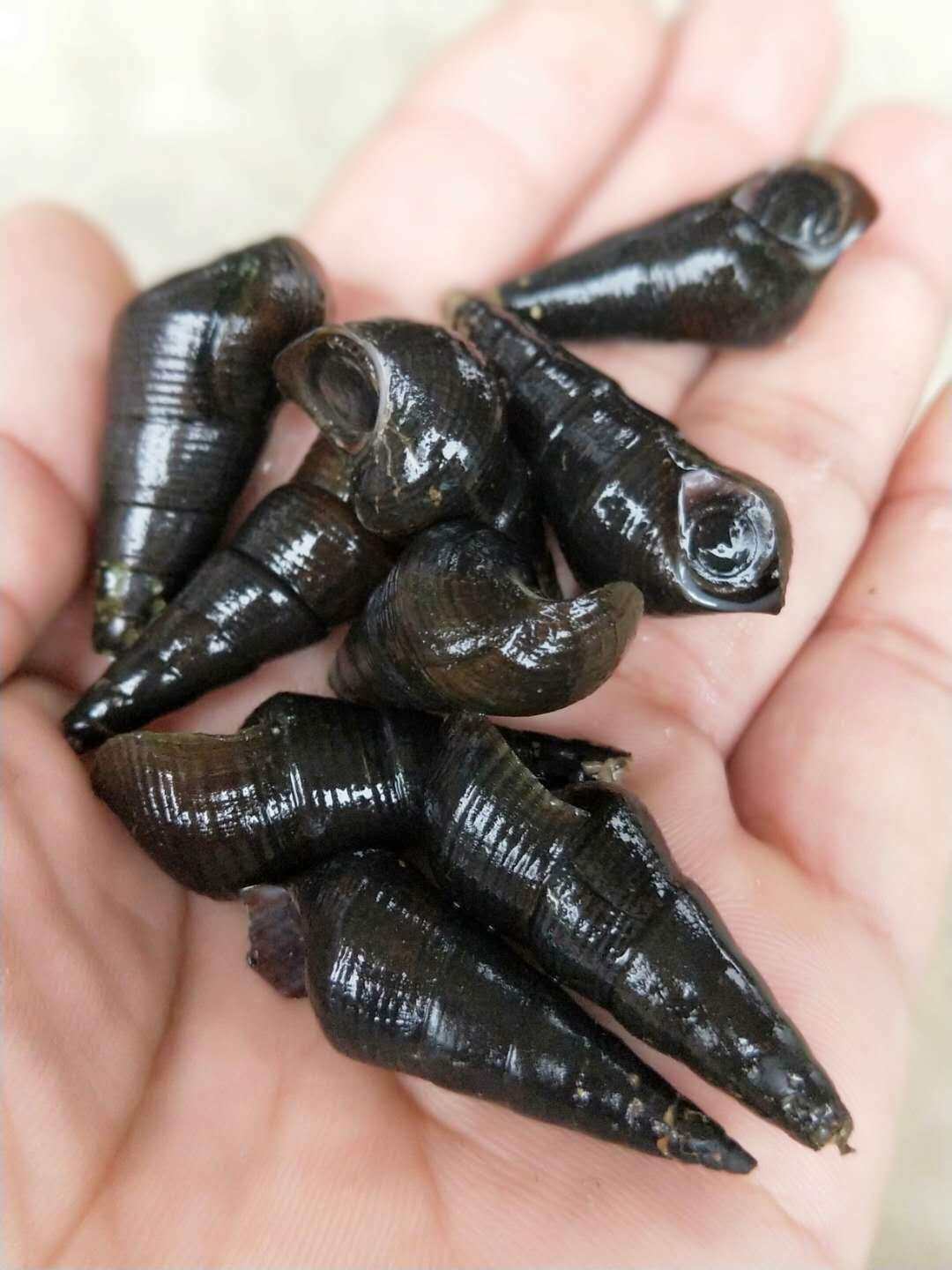 山坑螺鲜活长坝螺青螺黑螺长尾螺钉螺坑螺石螺田螺