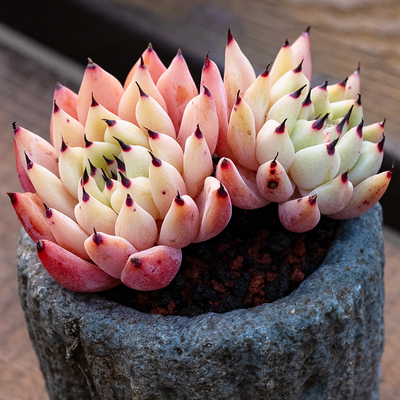 原始绿爪多头群生多肉植物一物一拍老桩阳台