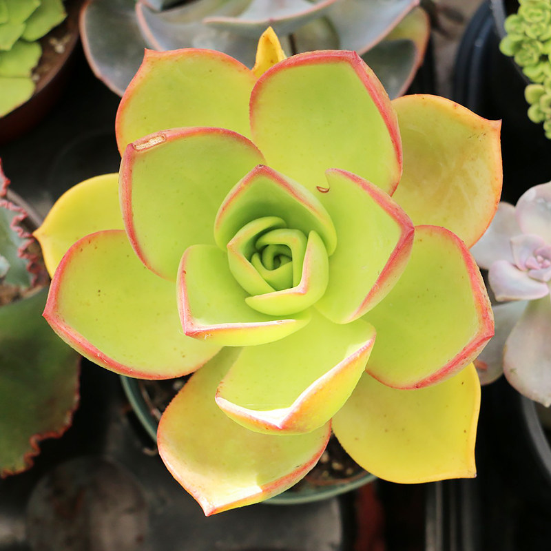 镜狮子 法师 aeonium nobile 多肉植物 老桩