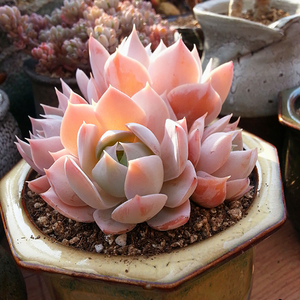 甜心景天多肉植物 大棚直销办公室内绿植 实生 木樨