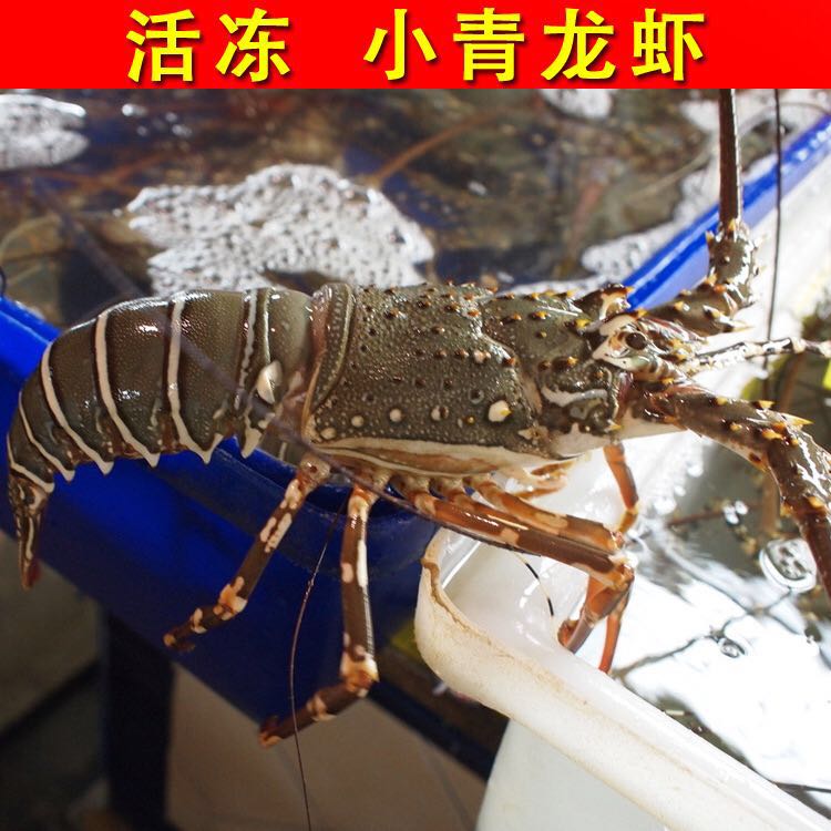 福建整只鲜活冷冻小青龙虾澳洲进口野生新鲜大龙虾顺丰包邮350克