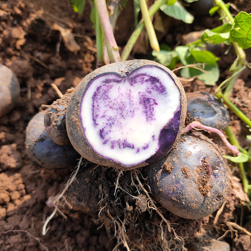 2022年新鲜七彩乌洋芋土豆10斤包邮现挖农家高山迷你紫色小马铃薯