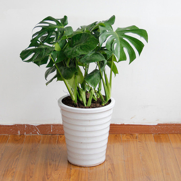 武汉同城精品龟背竹盆栽吸甲醛净化空气公司家庭植物大型好养绿植